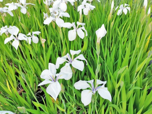 Schwanenblume Schneewittchen